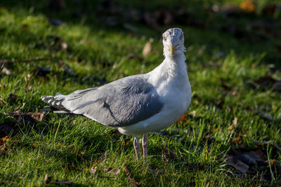 Close-up of seagull on grass