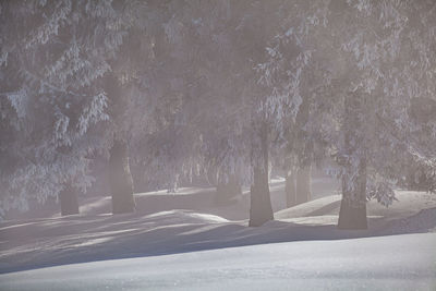 Shadow of trees on snow covered road