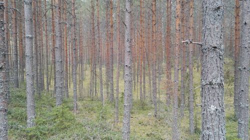 Close-up of pine tree trunk in forest