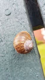 Close-up of snail