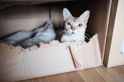 Portrait of kitten in box