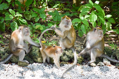 Monkeys sitting at zoo