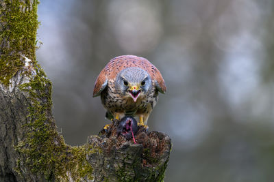 Close-up of bird perching on tree