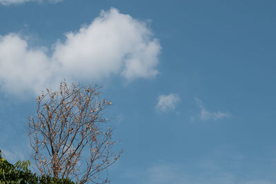 Low angle view of tree against sky