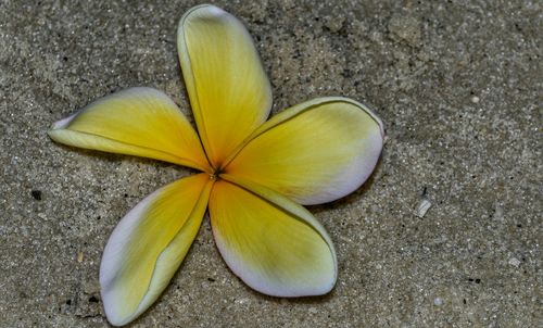 Close-up of yellow flowers