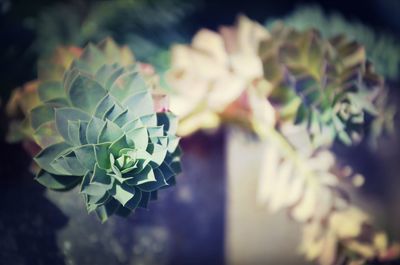 Close-up of plant against white wall