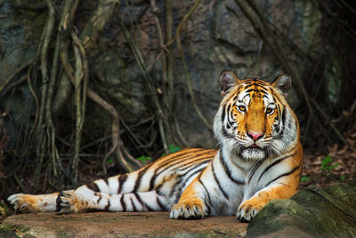 Cat relaxing in a forest