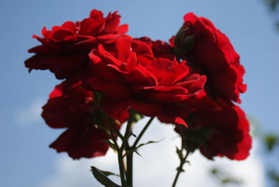 Close-up of red flowering plant against sky