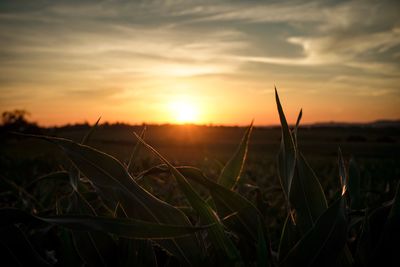 Close-up of silhouette plants on field against sky during sunset