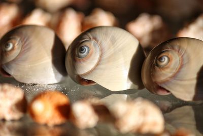 Close-up of shells