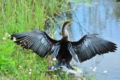 Cormorant at lakeshore