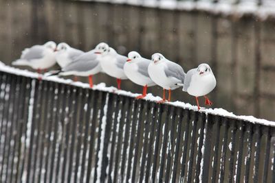 Close-up of birds perching on railing