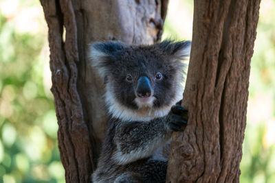 Portrait of cat on tree trunk