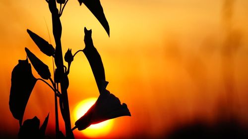 Close-up of silhouette plant against orange sky during sunset