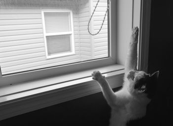 Close-up of cat by window at home