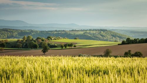 Scenic view of agricultural field against sky