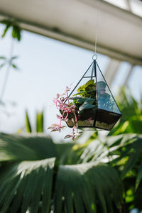 Low angle view of butterfly on plant