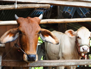 Close-up of cow in pen