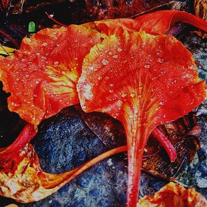 Full frame shot of red leaf