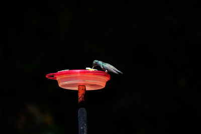 Close-up of red bird perching on flower