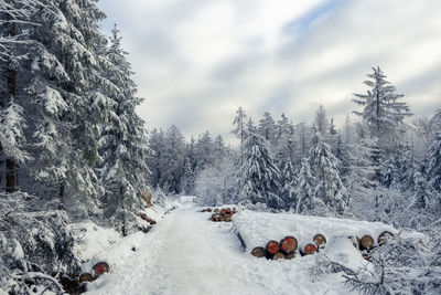 Snow covered land and trees against sky