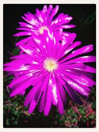 Close-up of purple flower