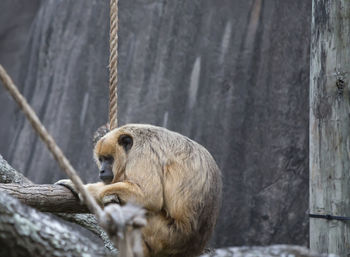 Lion sitting on tree in zoo