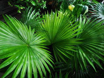 High angle view of palm tree leaves