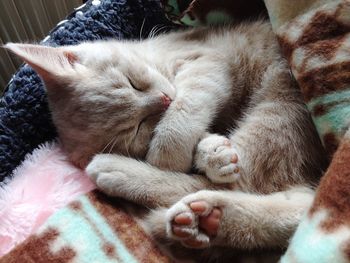 High angle view of cat sleeping at home