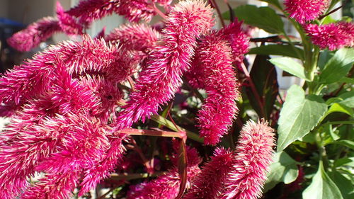 Close-up of pink flowering plant