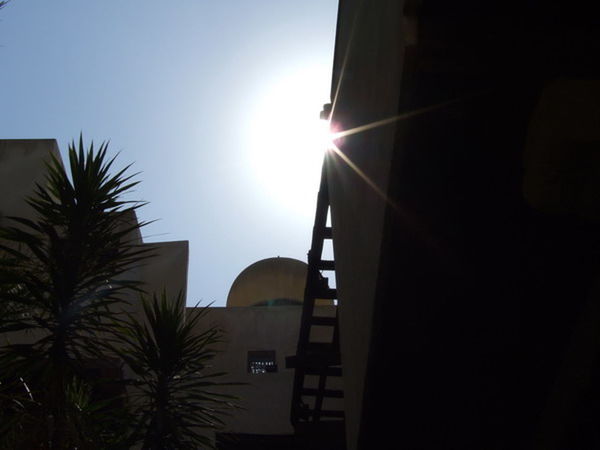 LOW ANGLE VIEW OF PALM TREES AND BUILDING