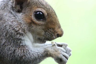 Close-up of a monkey