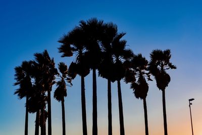 Low angle view of coconut palm trees against blue sky