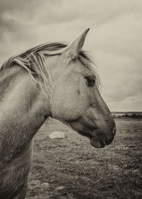 Black and white portrait of a wild horse, the inhabitants of engure nature park are wild animals 