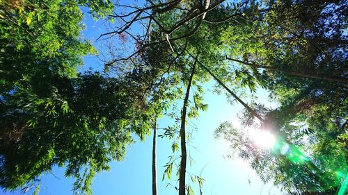 Low angle view of sunlight streaming through trees in forest