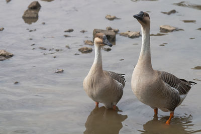 Close-up of two geese