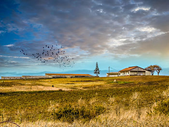 Flock of birds on field against sky