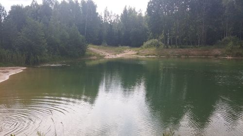 Scenic view of lake in forest