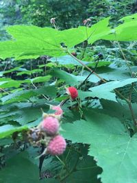 Close-up of plant growing outdoors