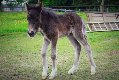 Horse standing on field