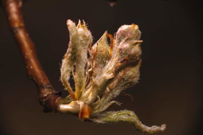 Close-up of dried plant against black background