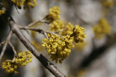 Close-up of yellow flowering plant