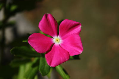 Close-up of pink flower blooming outdoors