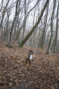 Dog in the forest