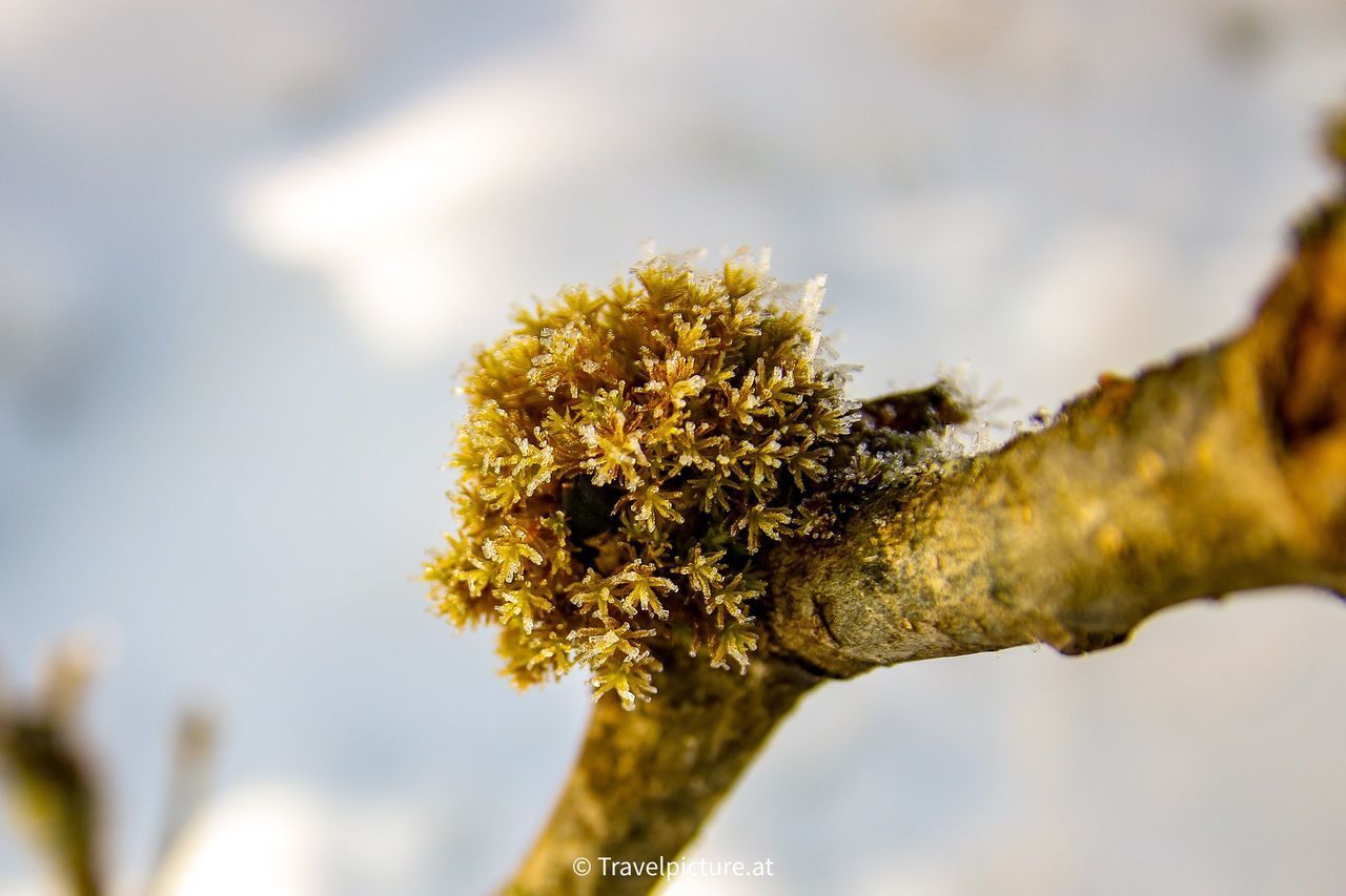 CLOSE-UP OF FLOWERING PLANT ON TREE