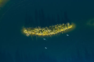 Close-up of jellyfish swimming in sea