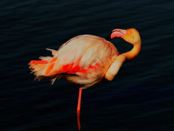 Close-up of bird in a lake