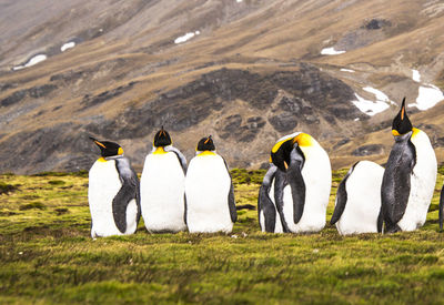 View of penguins on landscape