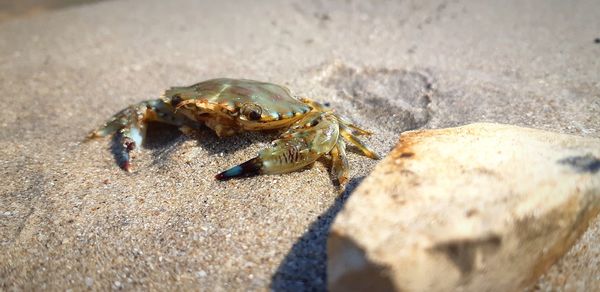 Close-up of crab on sand
