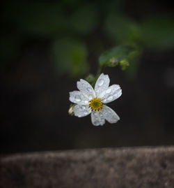 Close-up of flower against blurred background